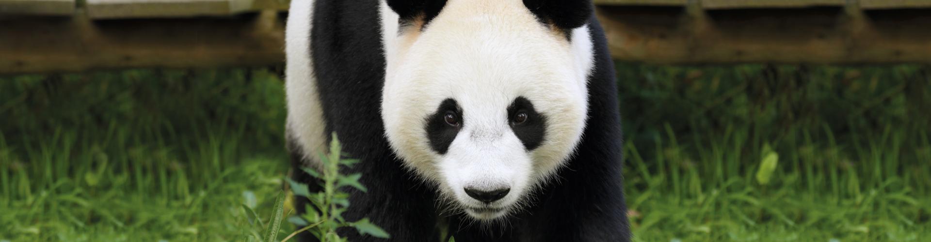 banner Banner reuzenpanda promo